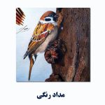 sparrow-pencil-eye